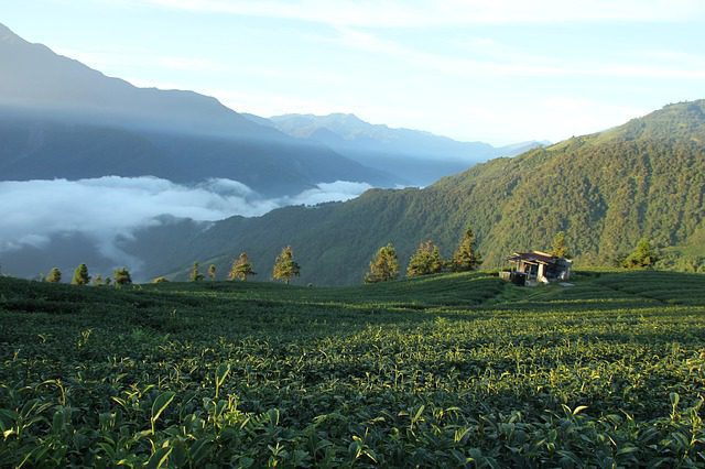 Taiwanese tea fields