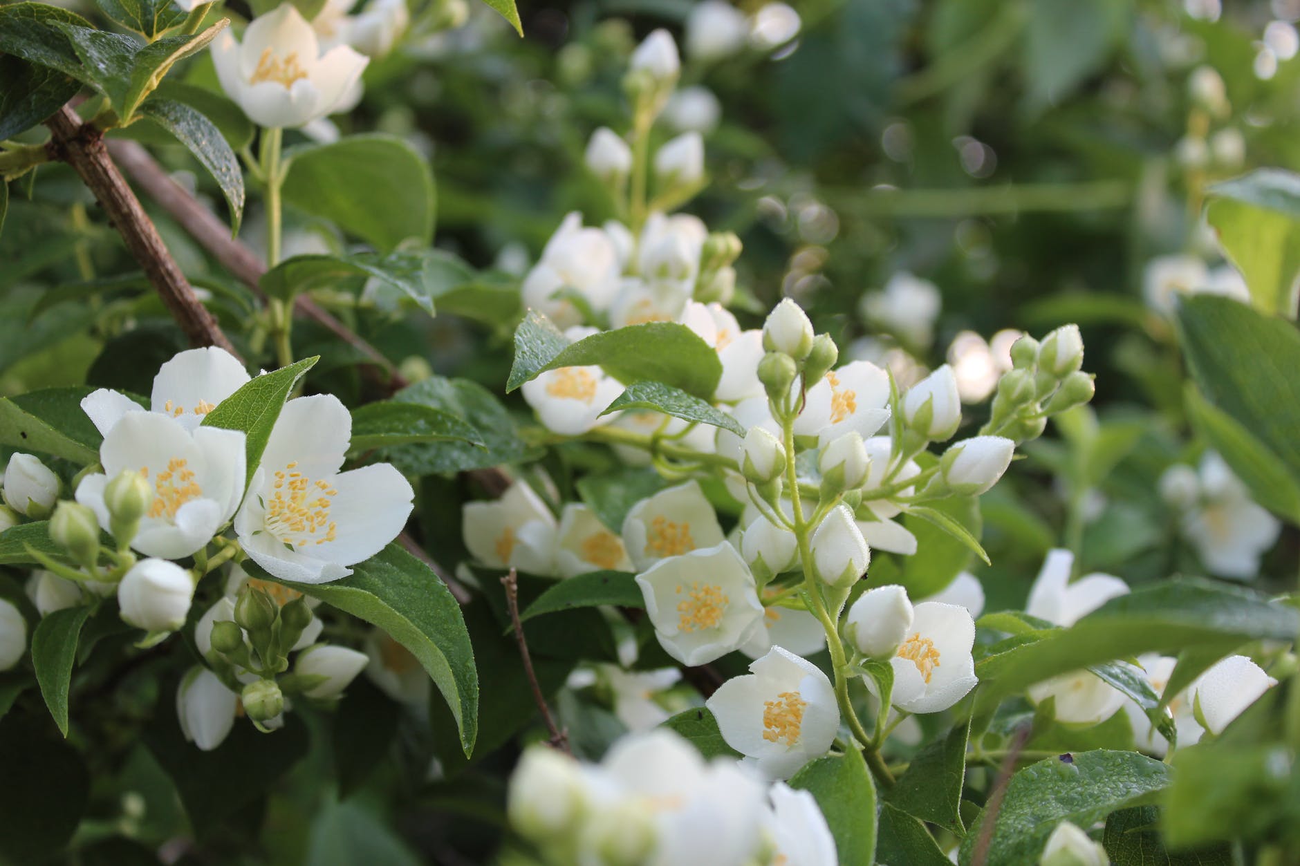 jasmine flowers with green leaves
